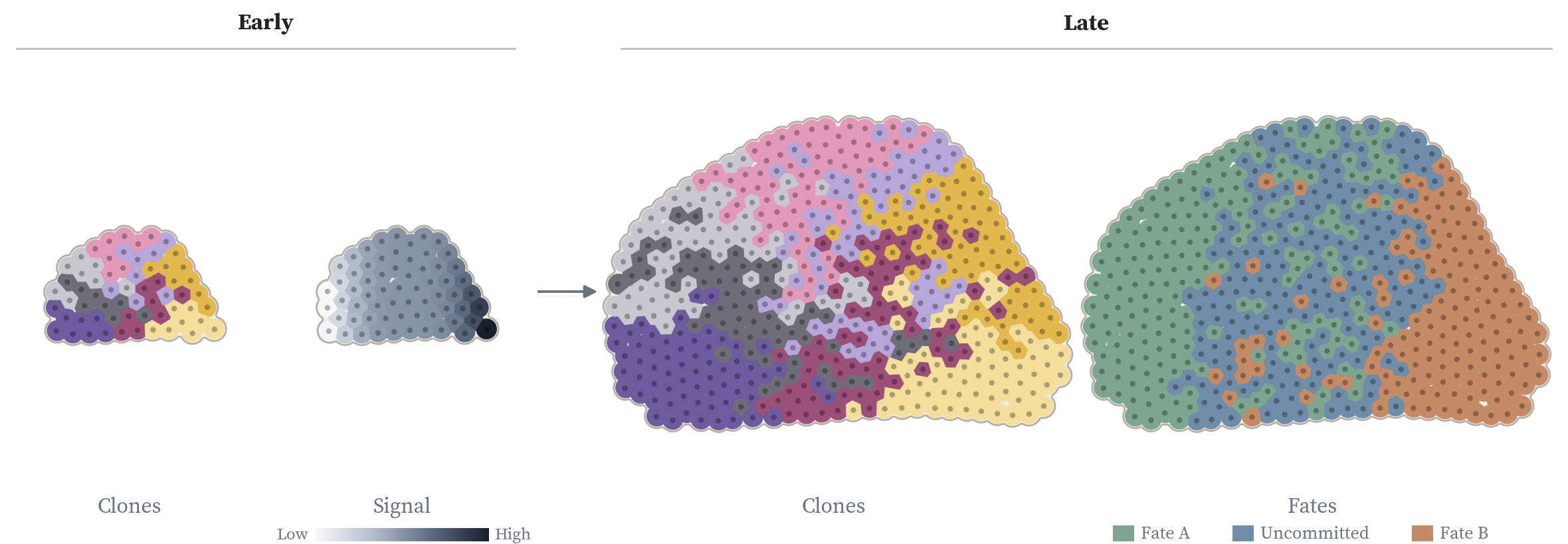A simulation of clones growing across a tissue with a signal gradient, colored by clone and by fate