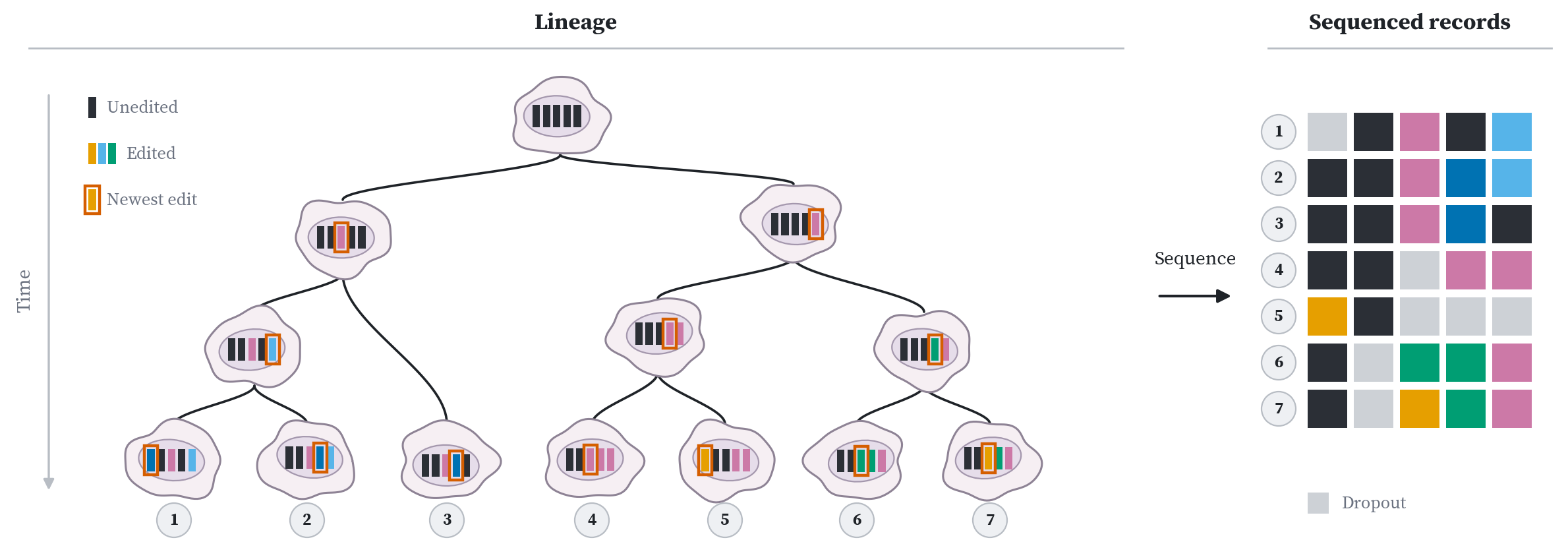 A lineage tree with colored recording events on its branches, and the character matrix of recorded sites in each sampled cell