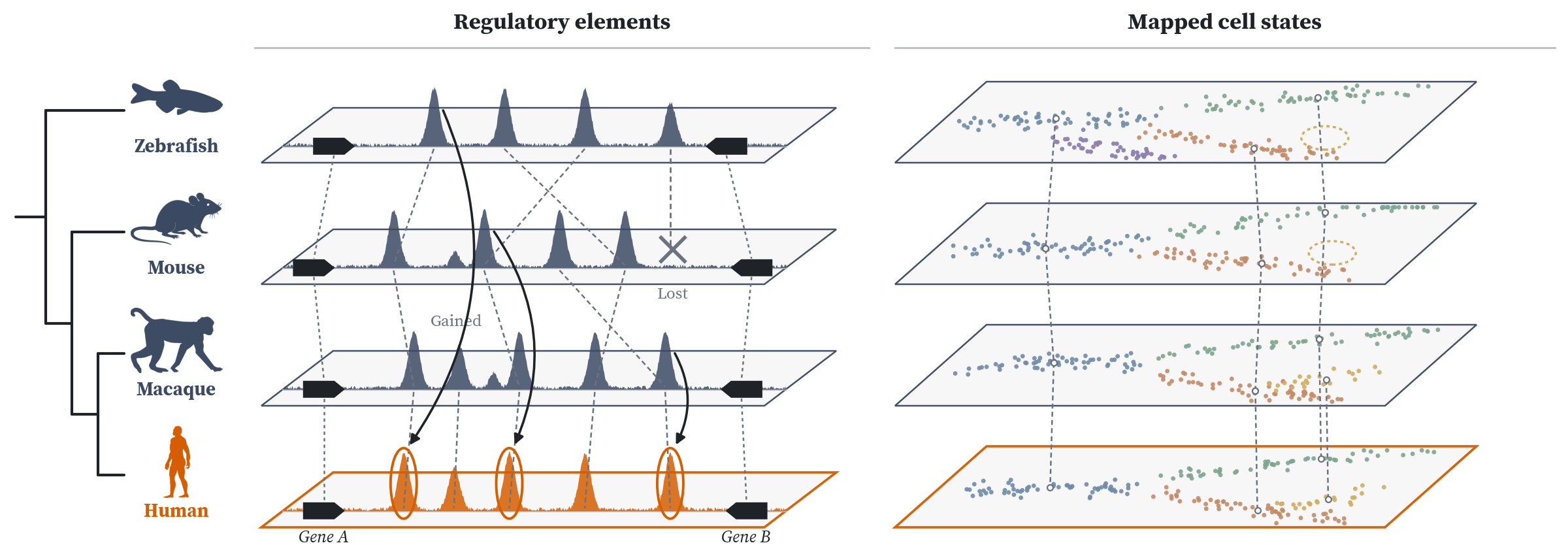 A phylogeny of zebrafish, mouse, macaque and human with functional genomics tracks, syntenic regions, and each organism's proposal onto the human track